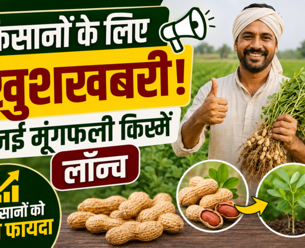 New High Oleic Groundnut Varieties