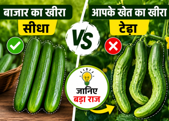 How to Grow Straight Cucumber