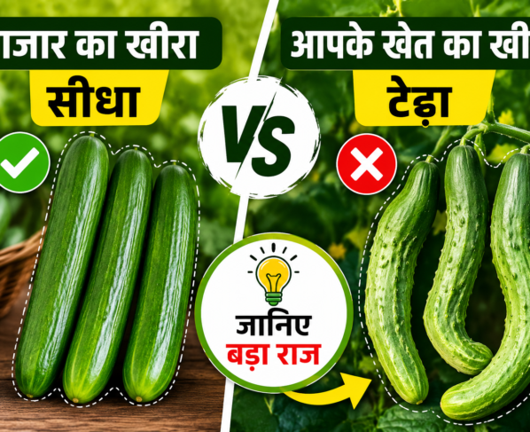 How to Grow Straight Cucumber