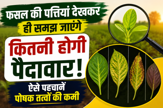 Leaves Symptoms of Nutrient Deficiency
