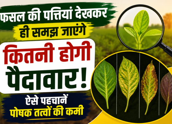 Leaves Symptoms of Nutrient Deficiency