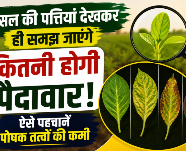 Leaves Symptoms of Nutrient Deficiency