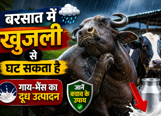 Livestock Itching During Rainy Season