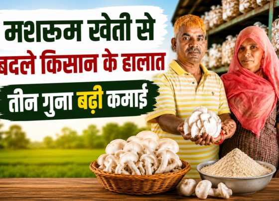 Mushroom Farming Success Story