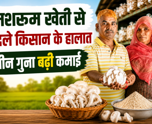 Mushroom Farming Success Story