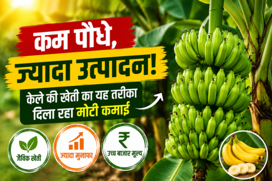Organic Banana Farming Success Story
