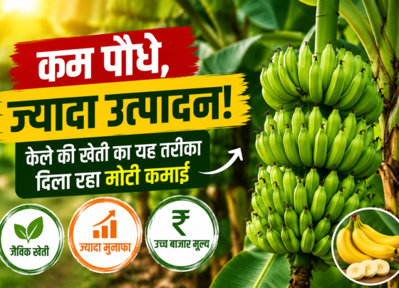 Organic Banana Farming Success Story