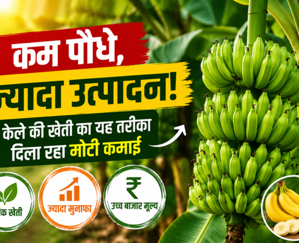 Organic Banana Farming Success Story