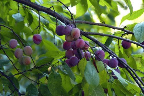 Plum Farmers Loss