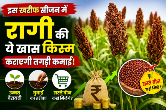 Ragi Farming Tips