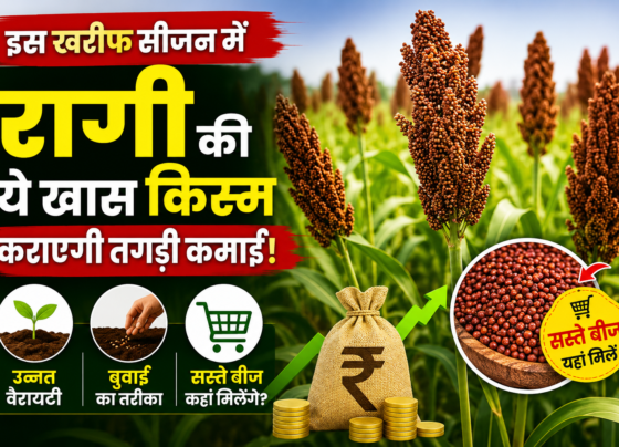 Ragi Farming Tips