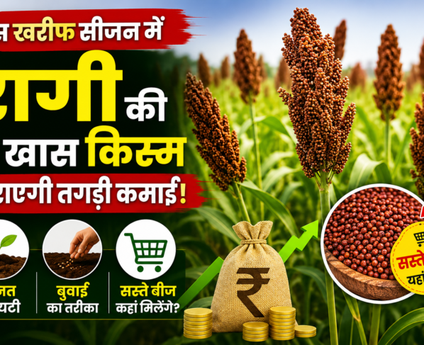 Ragi Farming Tips