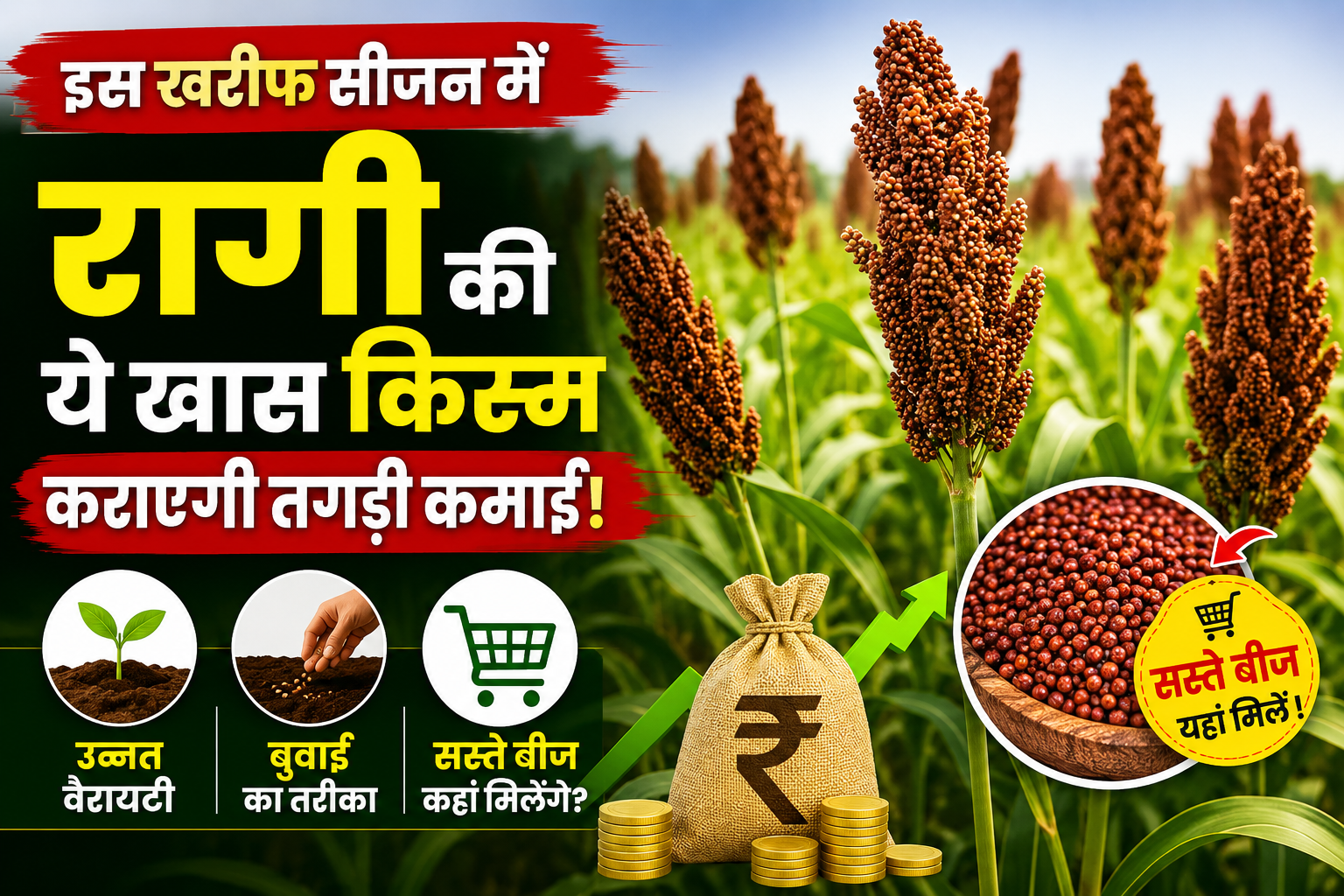 इस खरीफ सीजन में रागी की ये खास किस्म कराएगी तगड़ी कमाई, जानें उन्नत वैरायटी, बुवाई का तरीका और सस्ते बीज कहां मिलेंगे Ragi Farming Tips