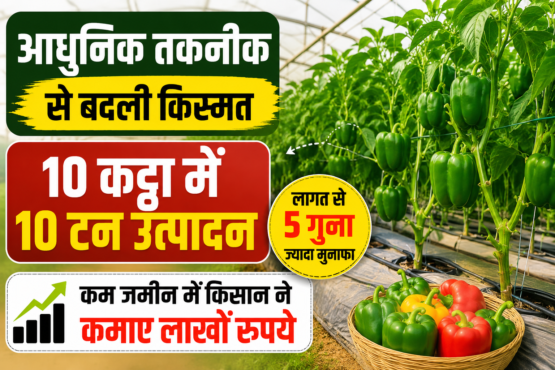 Rajnish Kumar Shimla Mirch Farming Success Story