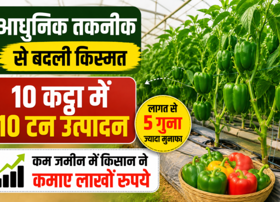 Rajnish Kumar Shimla Mirch Farming Success Story