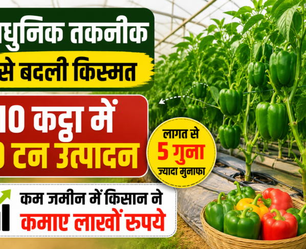 Rajnish Kumar Shimla Mirch Farming Success Story