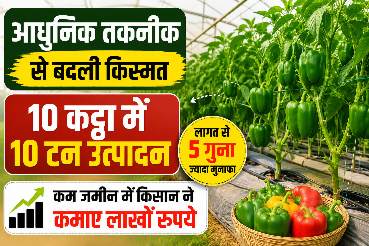 आधुनिक तकनीक से बदली किस्मत, कम जमीन में किसान ने कमाए लाखों रुपये Rajnish Kumar Shimla Mirch Farming Success Story