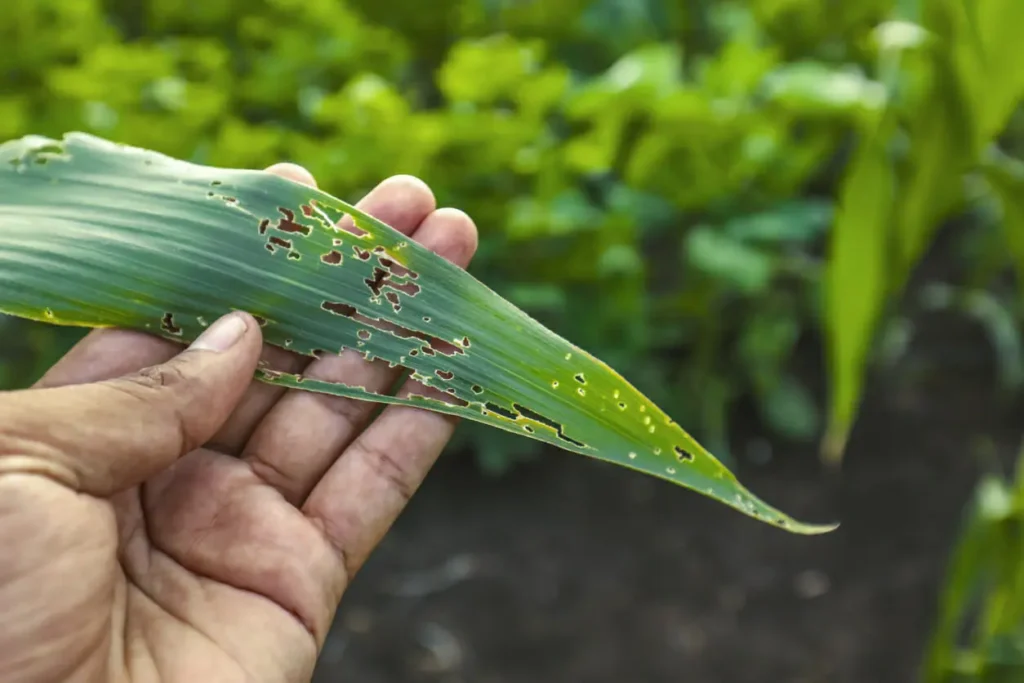  Fasal Mein Plant Stress