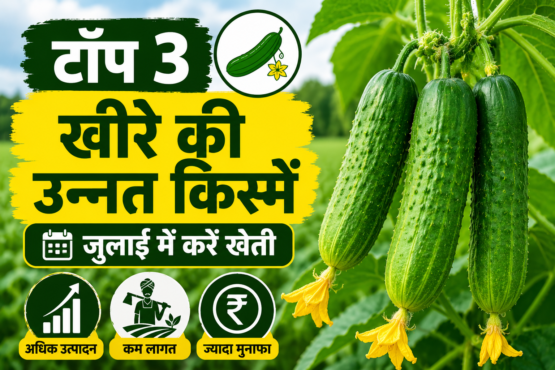 Top 3 Cucumber Varieties to Grow in July