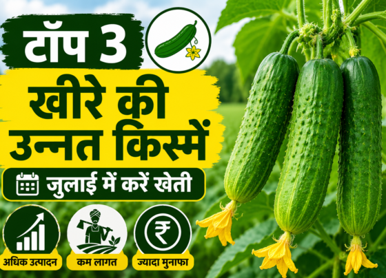 Top 3 Cucumber Varieties to Grow in July