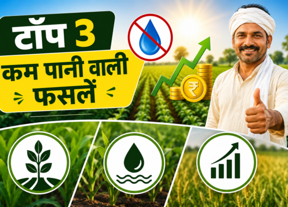 Top 3 Low Water Crops