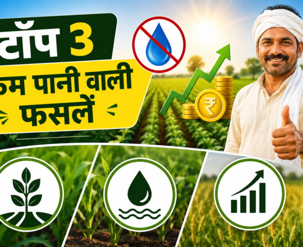Top 3 Low Water Crops