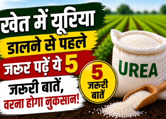 Urea Dalne Ka Sahi Tarika