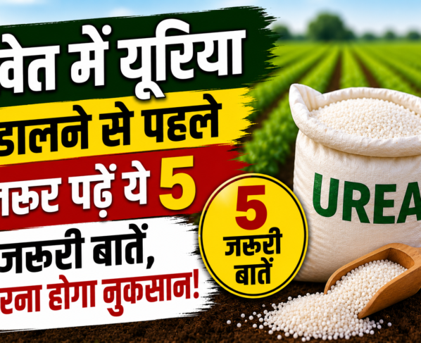 Urea Dalne Ka Sahi Tarika
