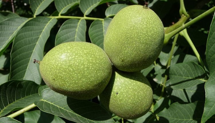 Walnut Farming