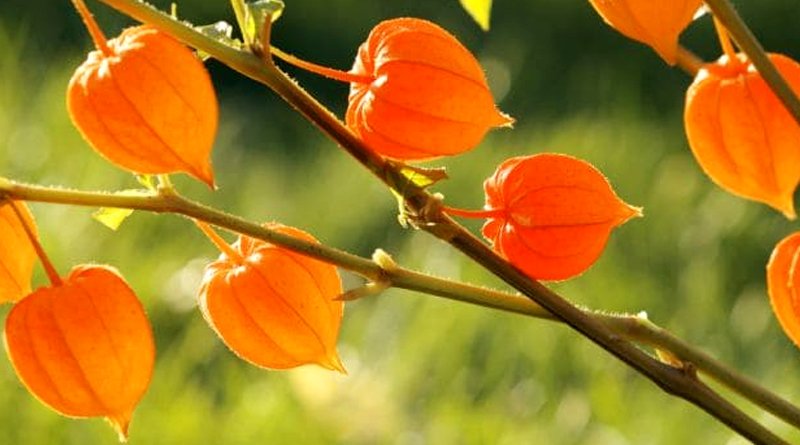 Ashwagandha Cultivation