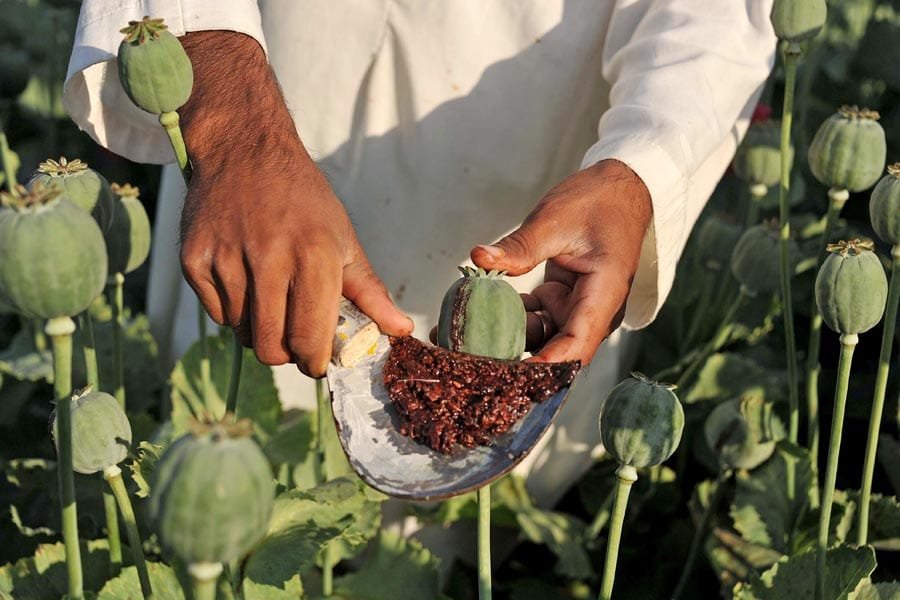 Opium Poppy Farming