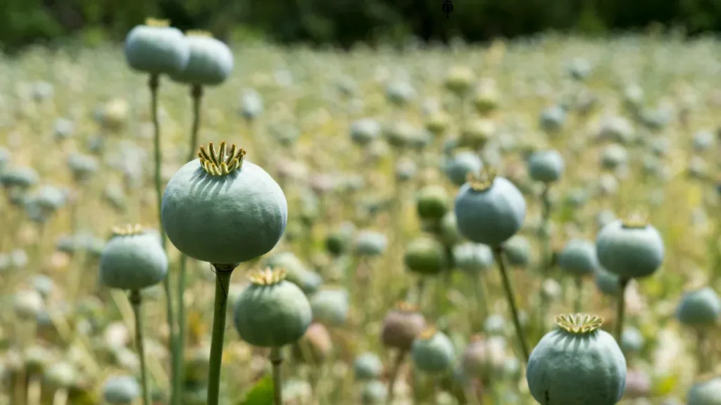 Opium Poppy Farming
