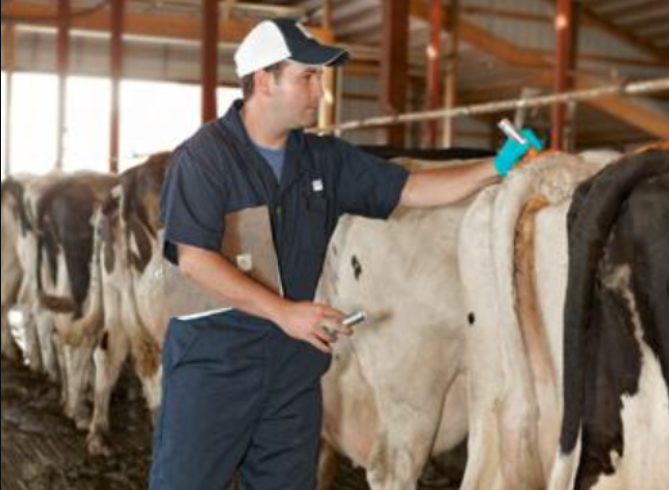 Dairy Farming India
