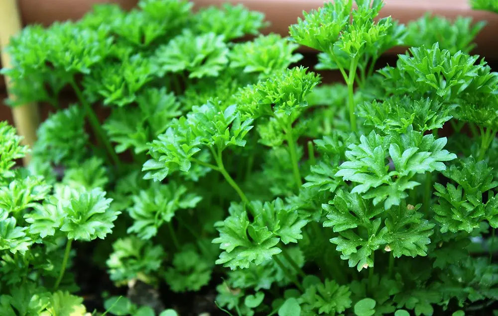 Ajwain Farming in India