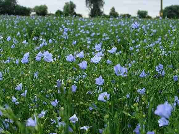  Flaxseed Farming
