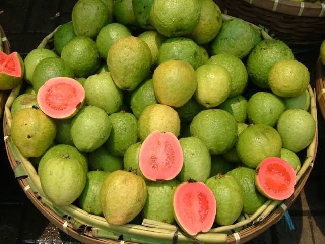 Amrud Ki Kheti Kaise Kare
