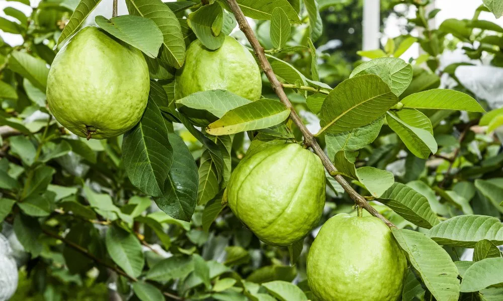 Amrud Ki Kheti Kaise Kare
