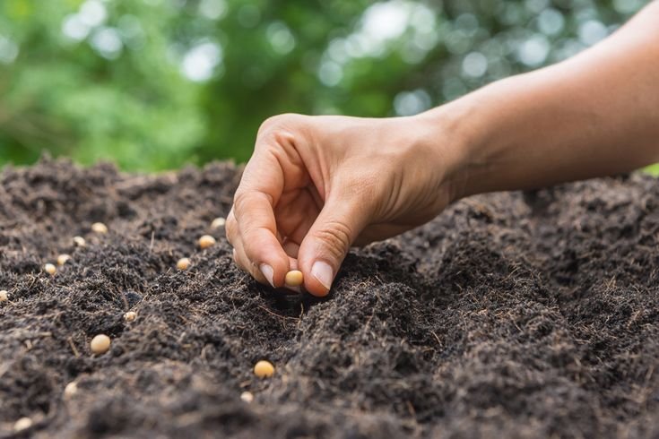 Pigeon Pea Sowing Method