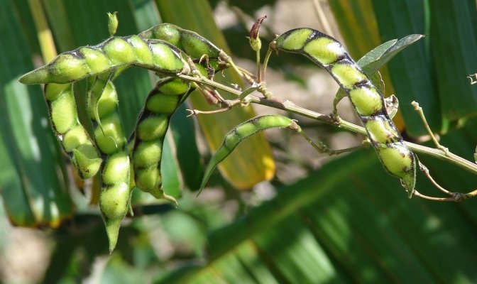 Pigeon Pea Sowing Method
