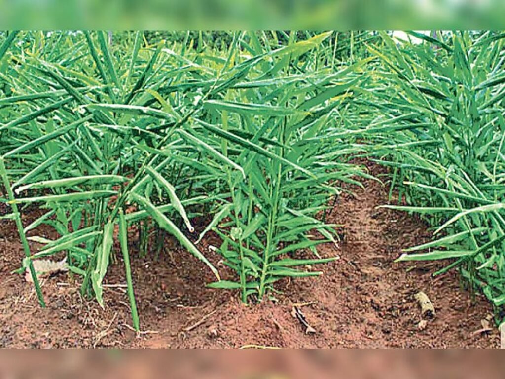 Ginger Farming