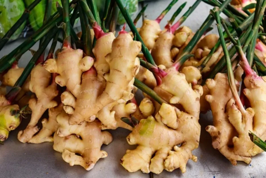 Ginger Farming