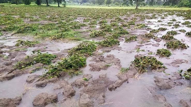 Rajasthan Heavy Rain Crop Damage