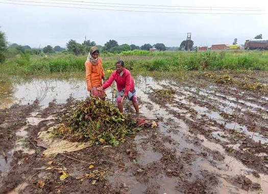 Rajasthan Heavy Rain Crop Damage
