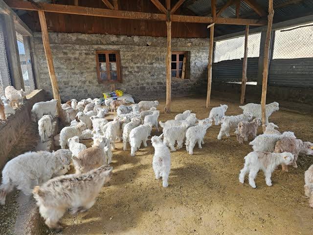 Pashmina Farmer Scheme