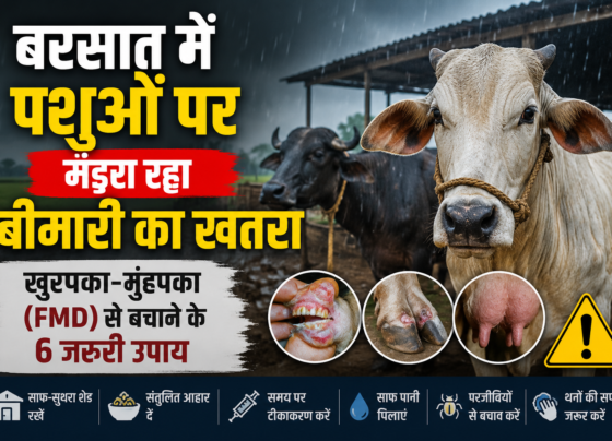 FMD In Cattle
