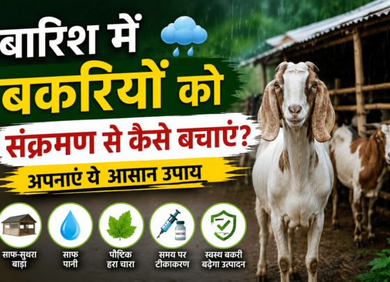 Barish me Bakriyon ko Infection se Kaise Bachaye
