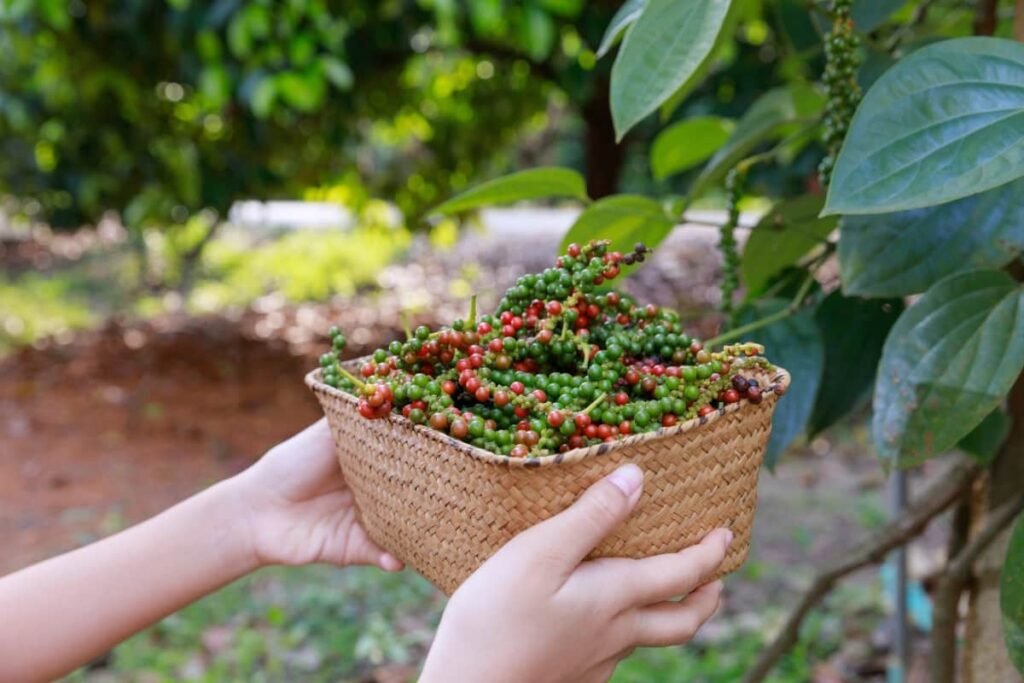 Black Pepper Farming