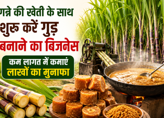Jaggery Making Business