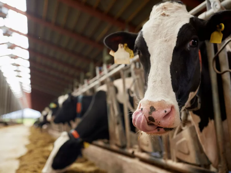 UP Dairy Subsidy Scheme 2026