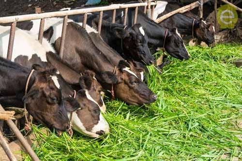Green Fodder for Cows